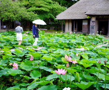 Traditional Houses and Lotus Pond