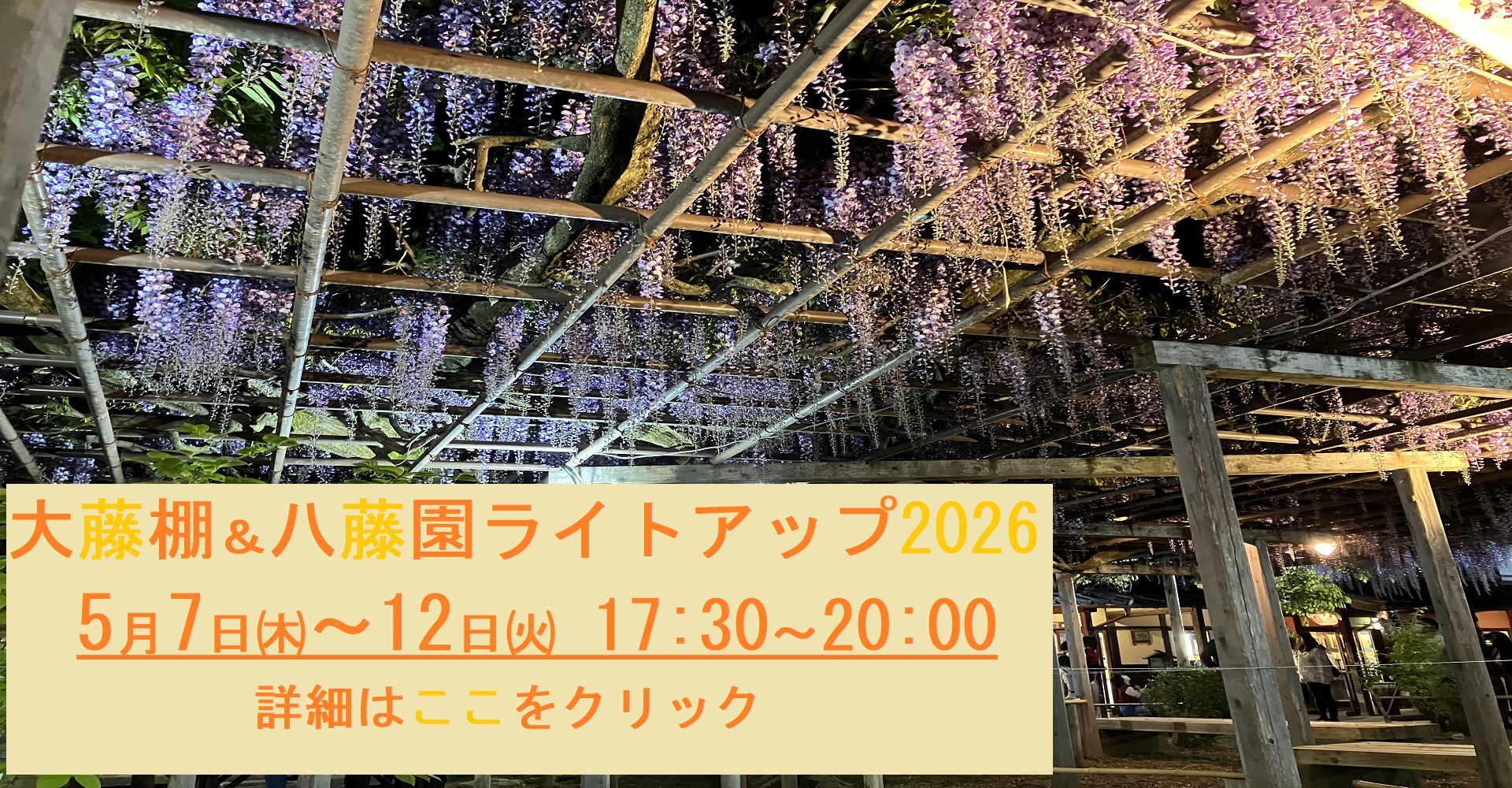 大藤棚&八藤園ライトアップ2026 5月7日(木)~12日(火)17:30~20:00 詳細はここをクリック