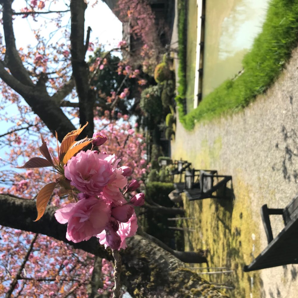 〈終了〉八重桜が咲き始めました